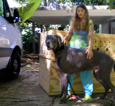 worldwide pet movers located in Puerto Rico we ship your dog anywhere in the world
